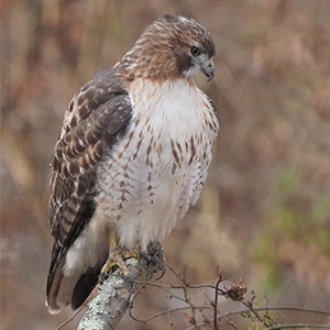 Red Tailed Hawk perched on branch