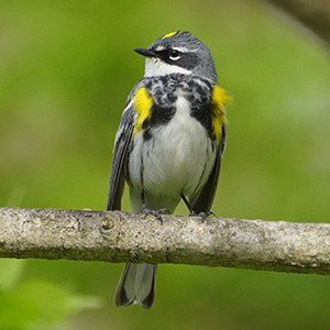 black and yellow bird on a branch